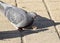 The pigeon eating some bread, cakes,