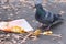 Pigeon eats leftover pizza on the street