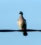 Pigeon, on electric cable, in soft focus