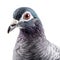 Pigeon Face Shot on white Background. AI