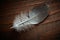 Pigeon feather.