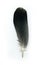 Pigeon feather