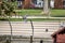 Pigeon flapping wings while flying through a park