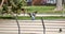 Pigeon flapping wings while flying through a park