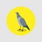 Pigeon flat cartoon in yellow circle.