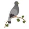 Pigeon flat illustration