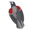 Pigeon flat illustration on white