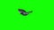 Pigeon in flight and gliding phase - green screen