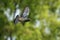 Pigeon in flight over out of focus forest