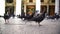 Pigeon flock looks for seeds in Venetian piazza close view
