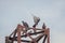 Pigeon flock perched on the old rusty high voltage tower