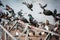 Pigeon flock at the pontoon