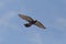 Pigeon flying in blue sky with opened wings