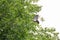 Pigeon flying through trees in a public park