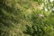 Pigeon flying through trees in a public park