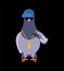 Pigeon gangster. Cool City bird. SWAG gangsta. Pigeon guy rapper