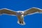 Pigeon gliding flying in front of deep blue sky liberty island