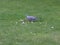 Pigeon on grass about to eat lots of bread