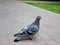 Pigeon gray in the park