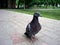 Pigeon gray in the park
