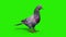 Pigeon Green Screen 3D Rendering Animation