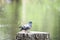 Pigeon grey sits on a stump, rock dove Columba livia.