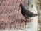 Pigeon on  ground or pavement  city. Pigeon standing. Dove or pigeon on blurry background. Pigeon concept photo