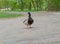 The pigeon Guillemont Cepphus columba is a black duck, like a bird with bright red legs, feeding near the shore