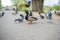 The pigeon Guillemont Cepphus columba is a black duck, like a bird with bright red legs, feeding near the shore