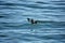 Pigeon guillemot