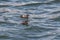 Pigeon guillemot bird