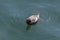 Pigeon guillemot bird