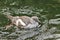 Pigeon Guillemot, Cepphus coumba