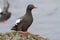 The Pigeon guillemot sitting on a rock in the cast zone during t