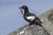 pigeon guillemot sitting on a rock with a fish in its