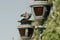 The pigeon on the head of the lamppost on the Palace on the Isle in Royal Baths Park