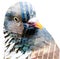 Pigeon head shot Double Exposure Fine Art