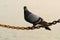 Pigeon hold on chain string