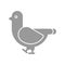 Pigeon icon. Dove sign. City bird symbol. vector illustration