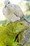 Pigeon and iguana