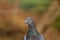 Pigeon image, full HD