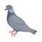 Pigeon. Image of a pigeon side view of a city bird. The pigeon is standing on the floor. Vector illustration isolated on