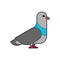 Pigeon isolated. Dove on white background. Vector illustration
