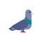 Pigeon isolated. Dove on white background. Vector illustration