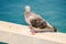 Pigeon Kentish Plover Water Bird