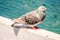 Pigeon Kentish Plover Water Bird