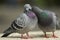 Pigeon kiss valentine love