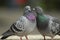 Pigeon kiss valentine love