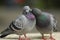 Pigeon kiss valentine love