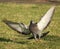 Pigeon landing on grass